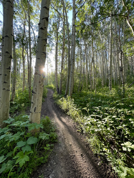 Chaco's summer ascent through the aspens.