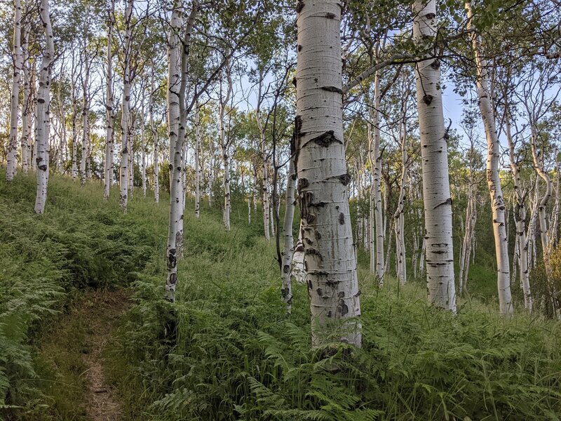 Aspen trees along the Mineshaft trail at sunset.