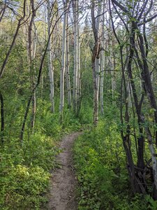 A view of the vegetation on Garrity's Ridge.