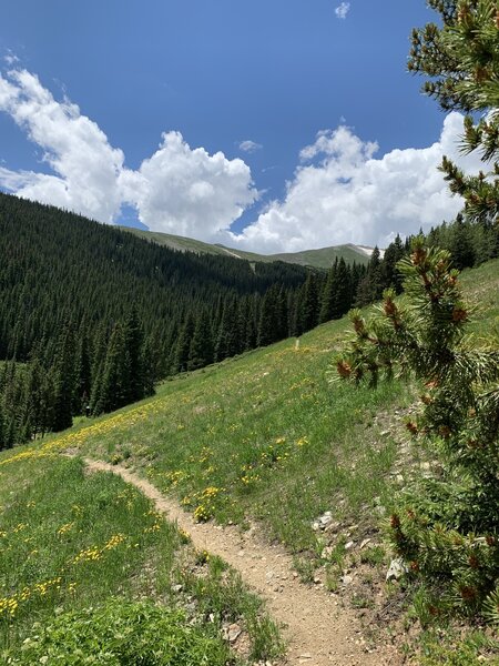 Classic steep and deep singletrack.