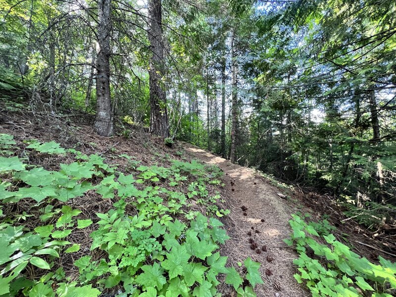 Singletrack.