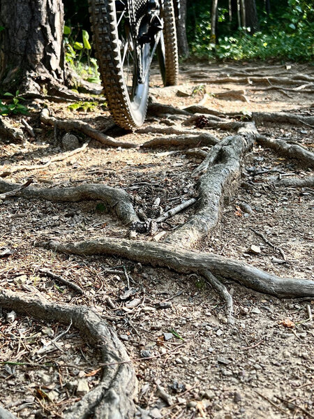 Roots are the technical aspect of the Sherando park trails.