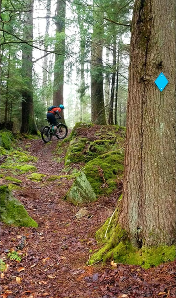 Fork Mtn trail on a foggy day - by Mike Boyes.