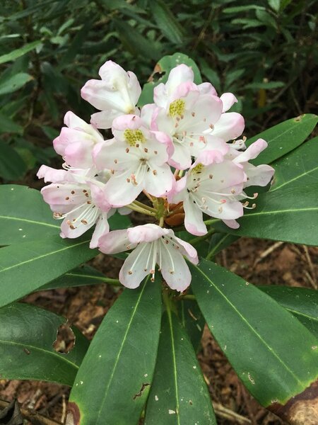 Rhodos on PocaFork in July.