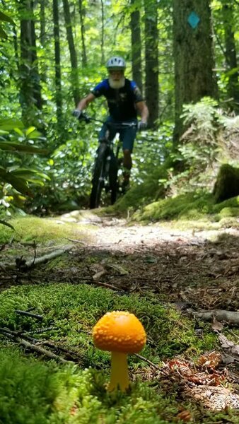 Mountain man and mushrooms on PocaFork.