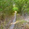 SingleTrack Connector between Bauerle Ranch Loop & Mary Moore Loop (super fun straight ripper trail).