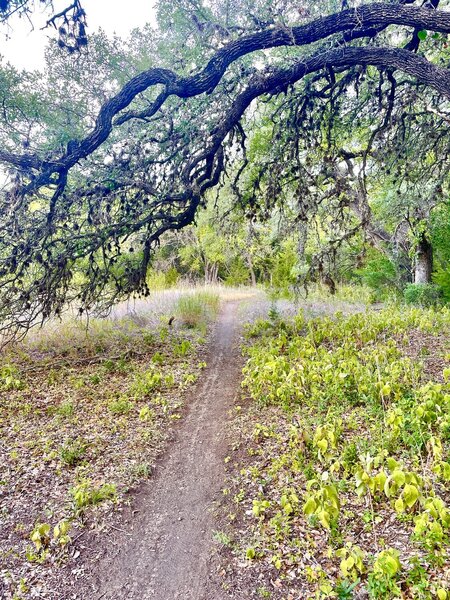 Connector Trail between Bauerle Ranch and Mary Moore Park.