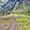 Connector Trail between Bauerle Ranch and Mary Moore Park.