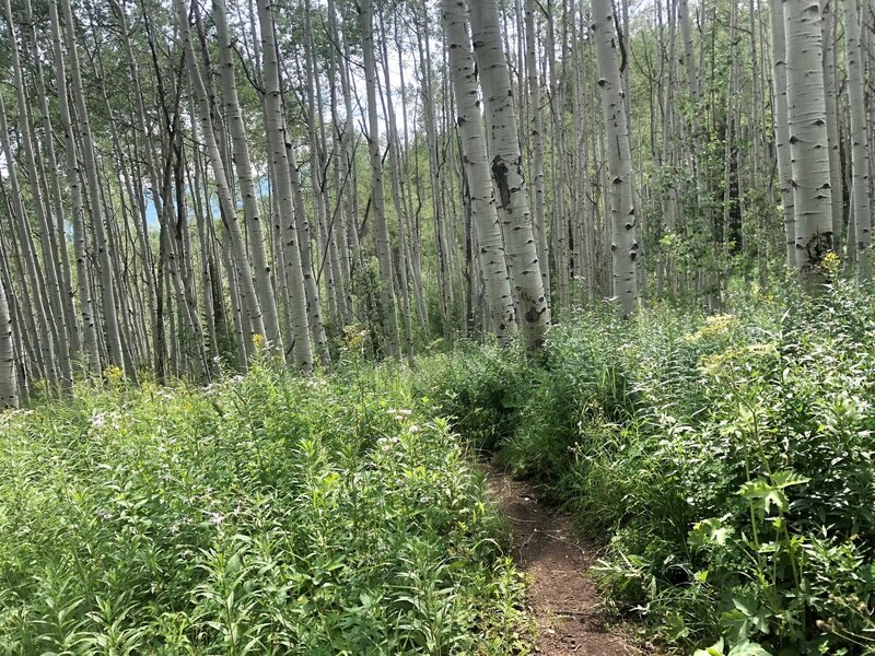 Overgrown Trail.