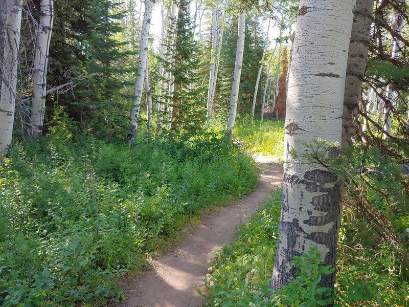 Wildflowers and Aspens near the trailhead