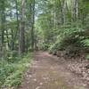 Wooded section of lake shore trail.