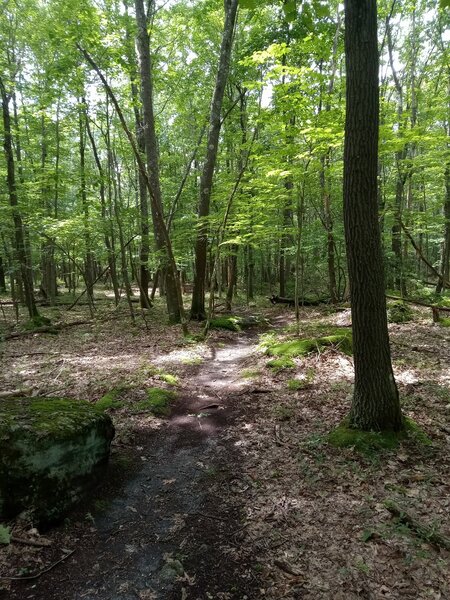 rare spot with few rocks on Crack trail. Trust me, there will be plenty.