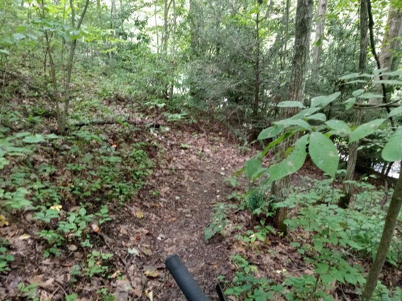 A sharp turn early on the Mill Branch Trail. Things are about to get insane.