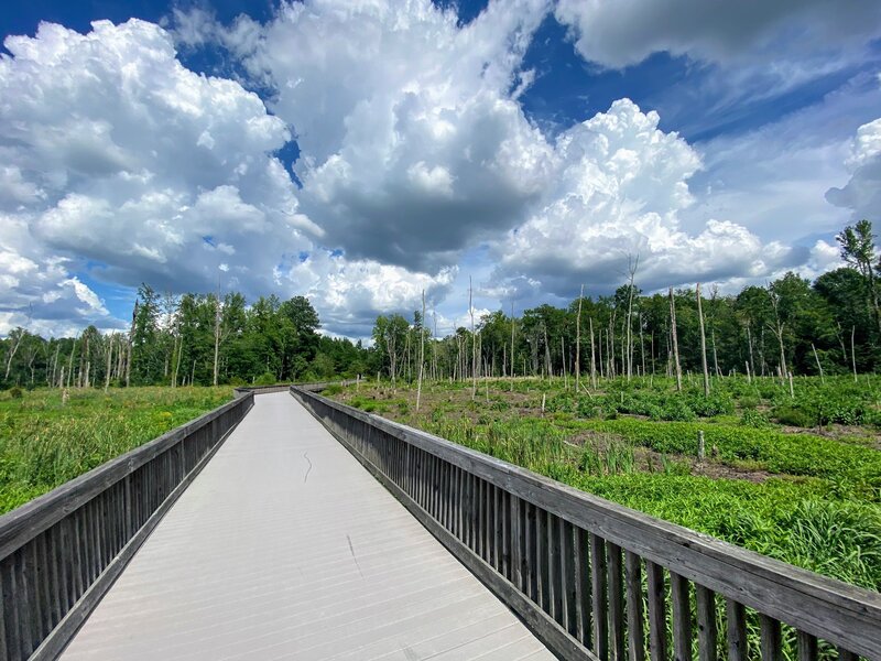 A boardwalk through the wetlands.