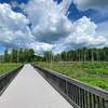 A boardwalk through the wetlands.