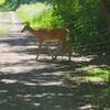 Just out chilling on the trail.