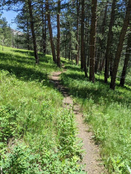 Nice meadow section on the upper part of the trail.