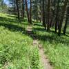 Nice meadow section on the upper part of the trail.