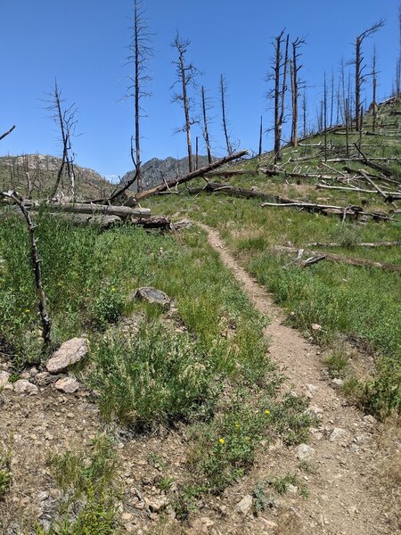 Burn scar section of the trail.