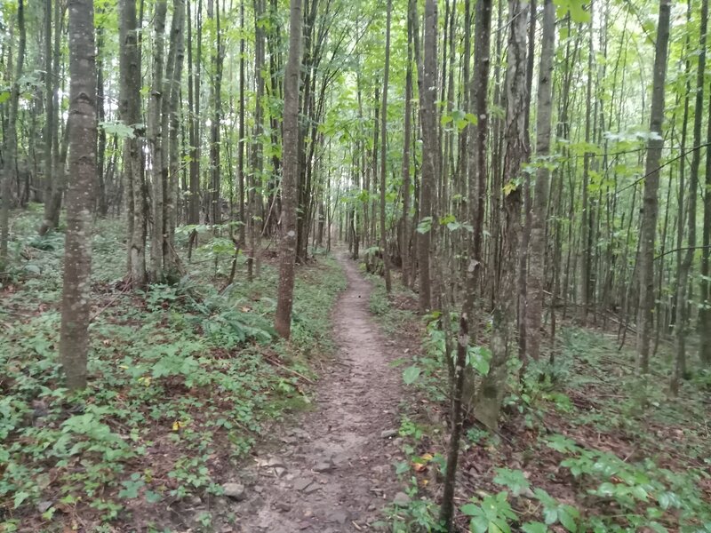 Singletrack After the powerline crossing on Ant Hill Trail.