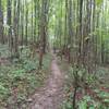 Singletrack After the powerline crossing on Ant Hill Trail.