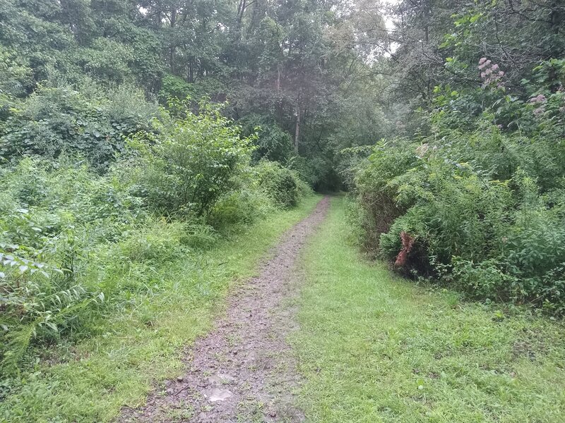 The Gray Flats South Trail Starts with some Singletrack before widening.