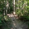 Singletrack on Gray Flats North with a turn ahead.