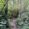 Rhododendron Patch before Rhododendron Tunnel on Piney Bluff.