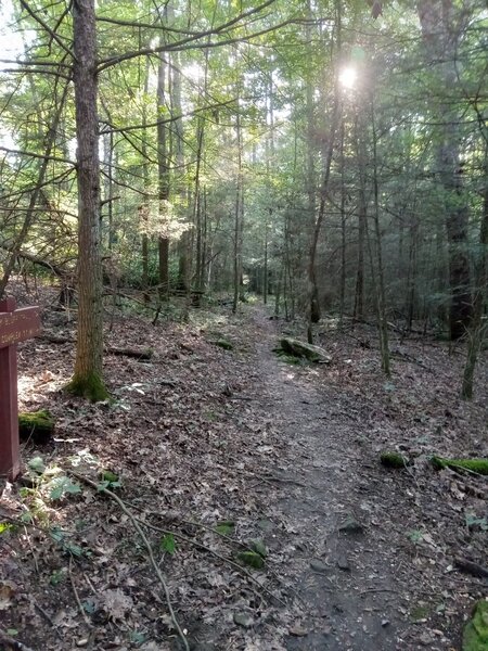 Rocky singletrack after Rhododendron Tunnel on Gray Flats South.