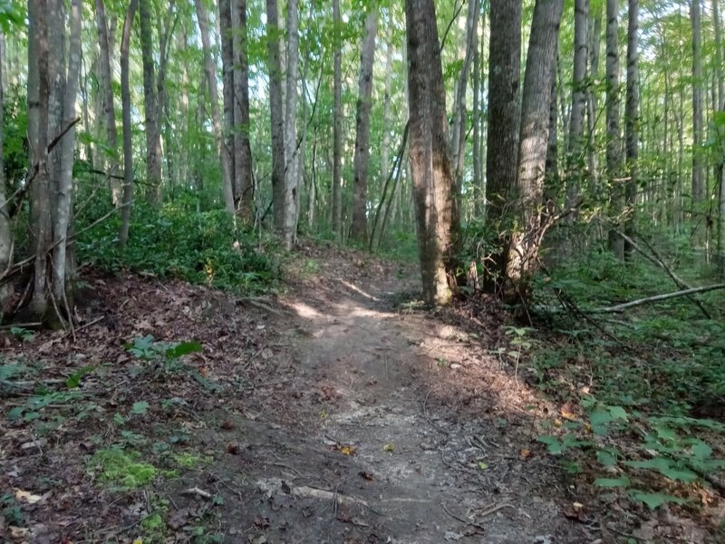 More Singletrack on Short 'N Sweet, with a nice Jump!