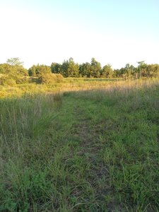 Grassy Singletrack on Golden Bear Trail.