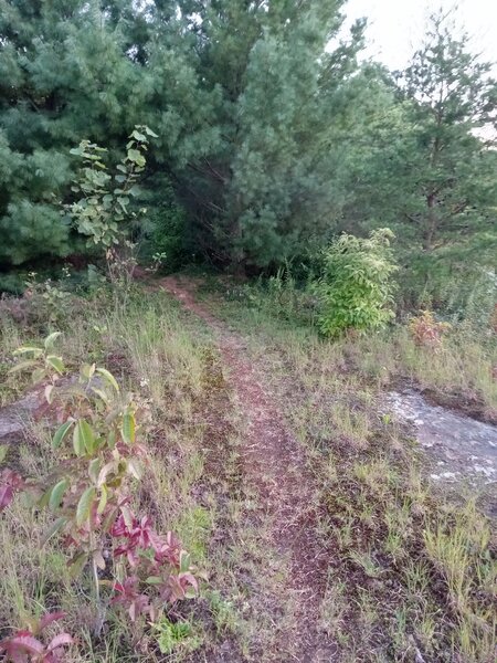 Nice Singletrack headed into a small group of trees: ahead is two jump opportunities. (Golden Bear trail).