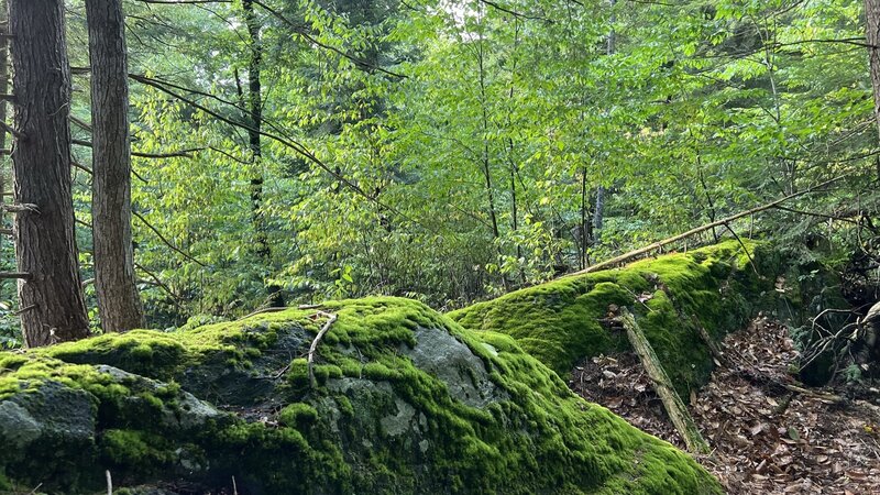 Ledge and moss at Page Tree Farm near Blueberry trail.