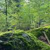 Ledge and moss at Page Tree Farm near Blueberry trail.