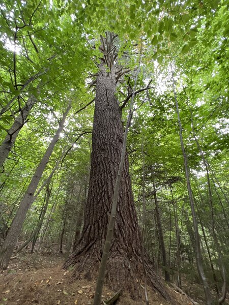 The big tree! - Along Blueberry trail.