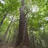 The big tree! - Along Blueberry trail.