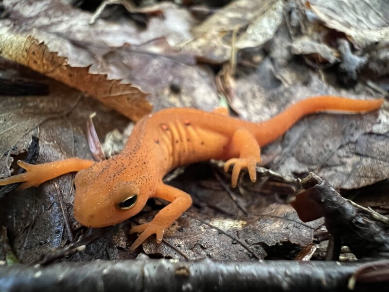 Red Eft - along Blueberry trail