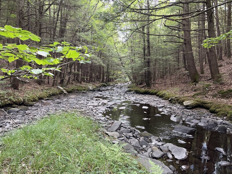 Anders Island at Mill Brook on Blueberry Trail - Page Tree Farm.