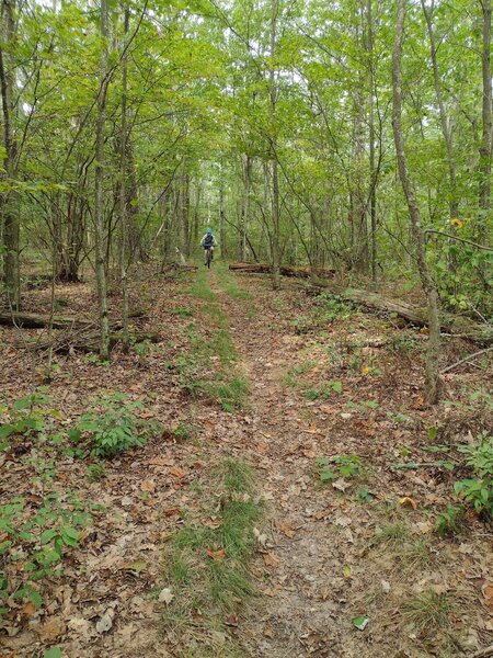 Plantation trail about 1/2 way through.  Most of the trail is similar.