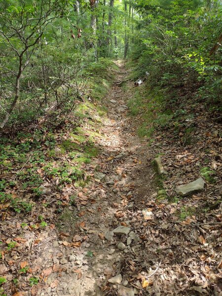 Steep, loose and rocky down an old washed out logging road.