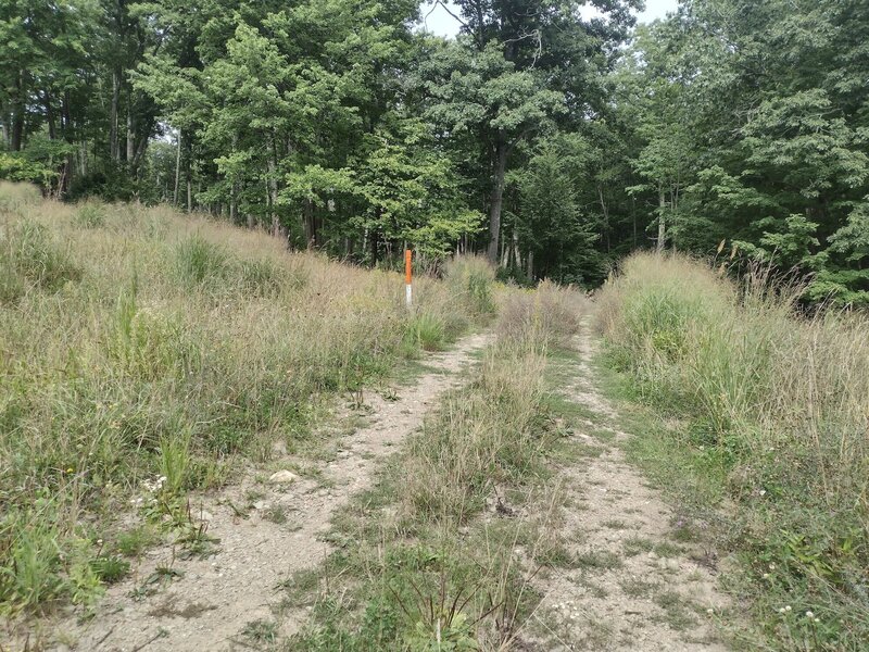 Climbing up to the power line means you've gotten through the worst of the Green Monster.