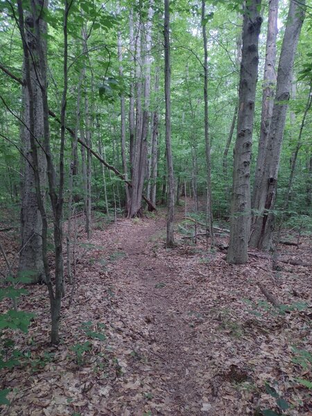 Mild, flowy singletrack.