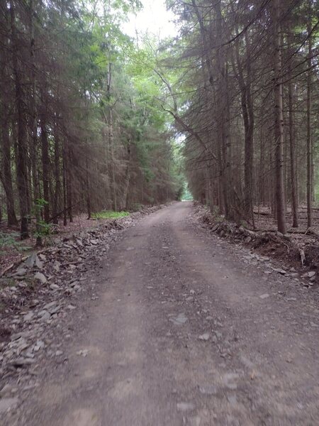 Scenic gravel and pines.