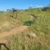 Fence Crossing Below the Iron King Trail.