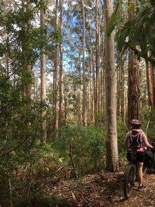 Stunning view through the trees on the steep switchbacks between Karta Burnu and Donnelly River Village.