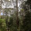 Bike packing through the beautiful forest on the Munda Biddi trail.