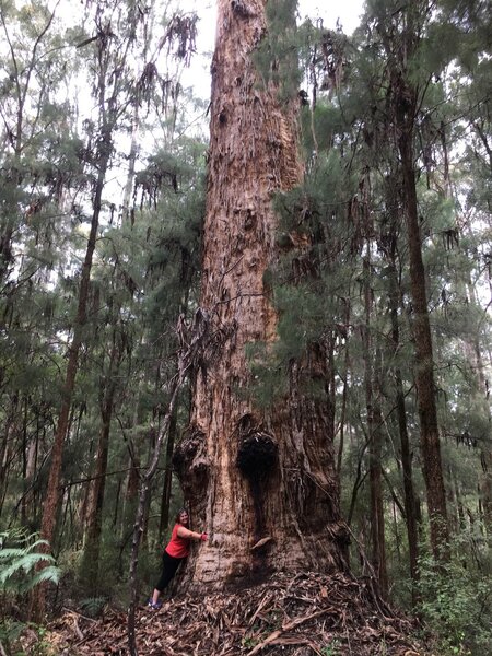 Fayley hugging a huge tree that has survived logging and prescribed burns