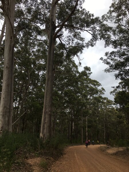 Beautiful forestry gravel road on the Munda Biddi.