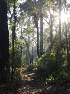 Forest on the Munda Biddi trail, not far out of Quinninup.
