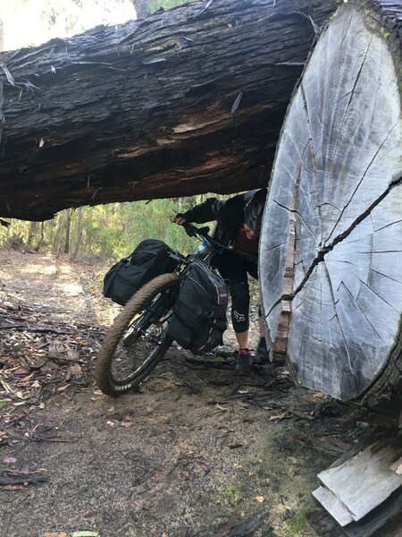 Some trees are just too big to move off the trail!